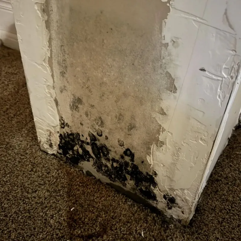 Professional Mold Removal in Macon, IL